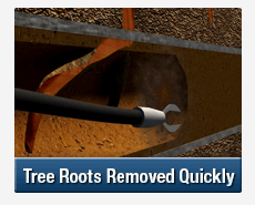 Tree Root Intrusions Castlereagh